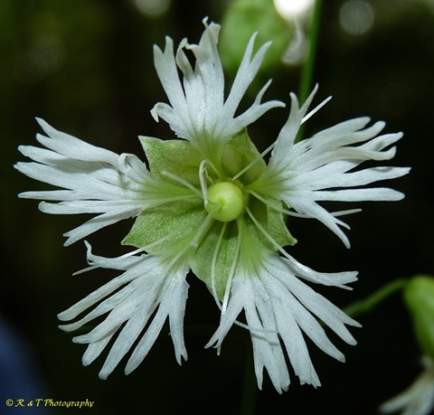 {Silene stellata}